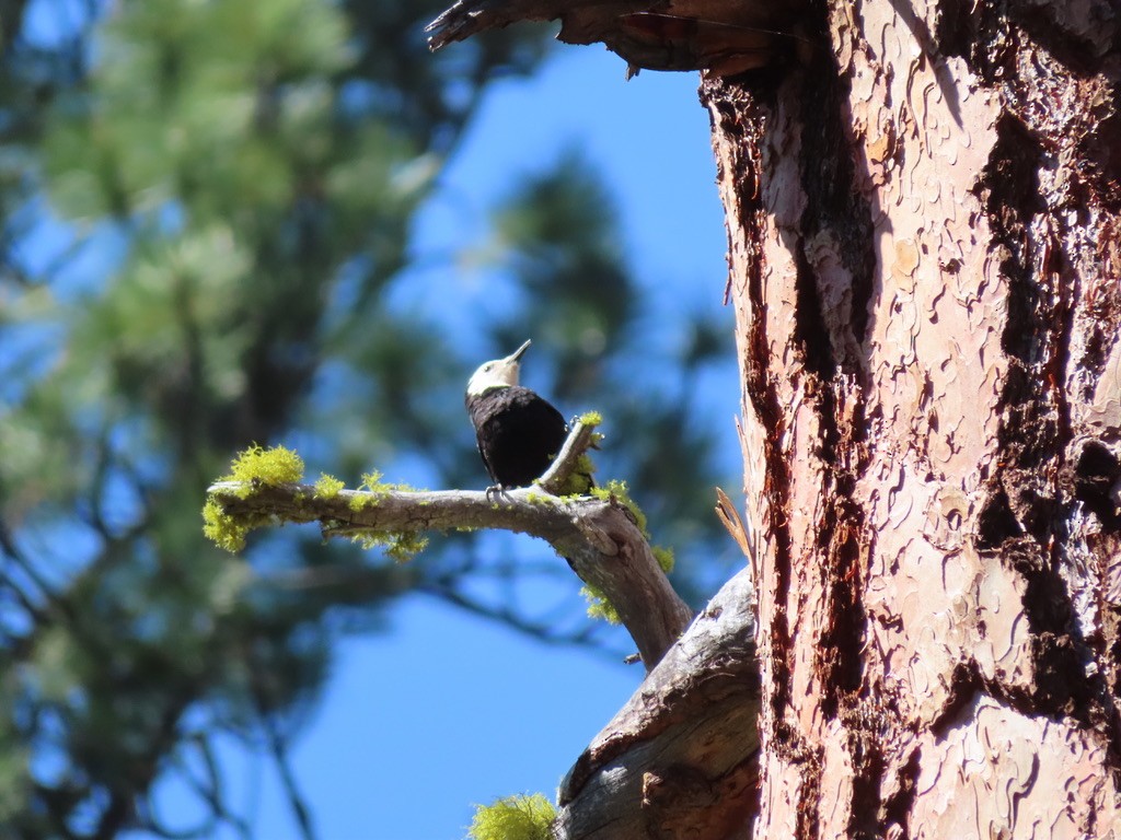 White-headed Woodpecker - ML595315171