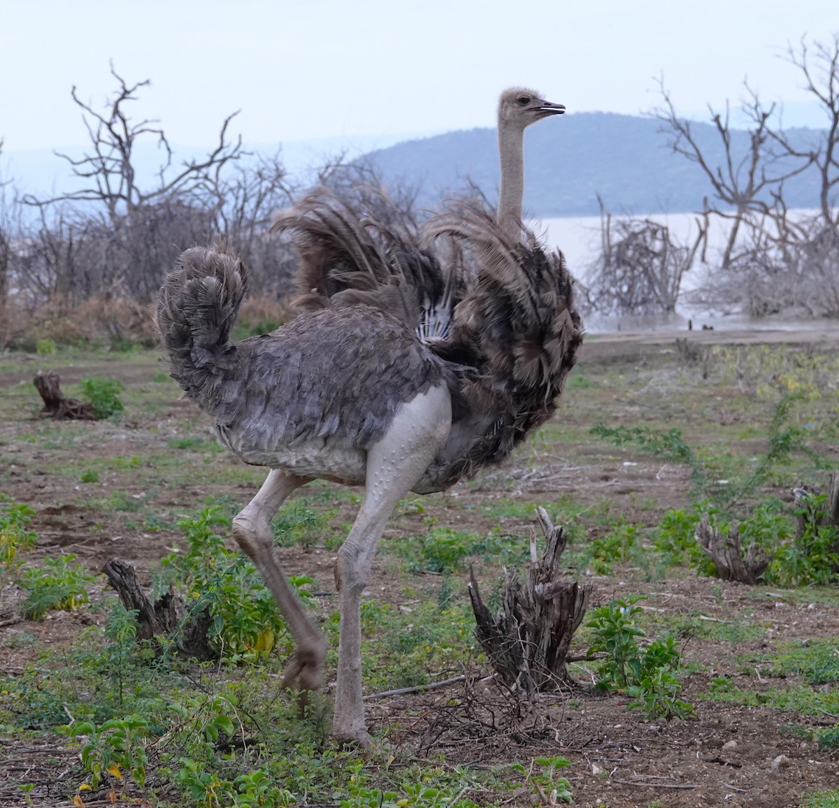 Common Ostrich - ML595315831