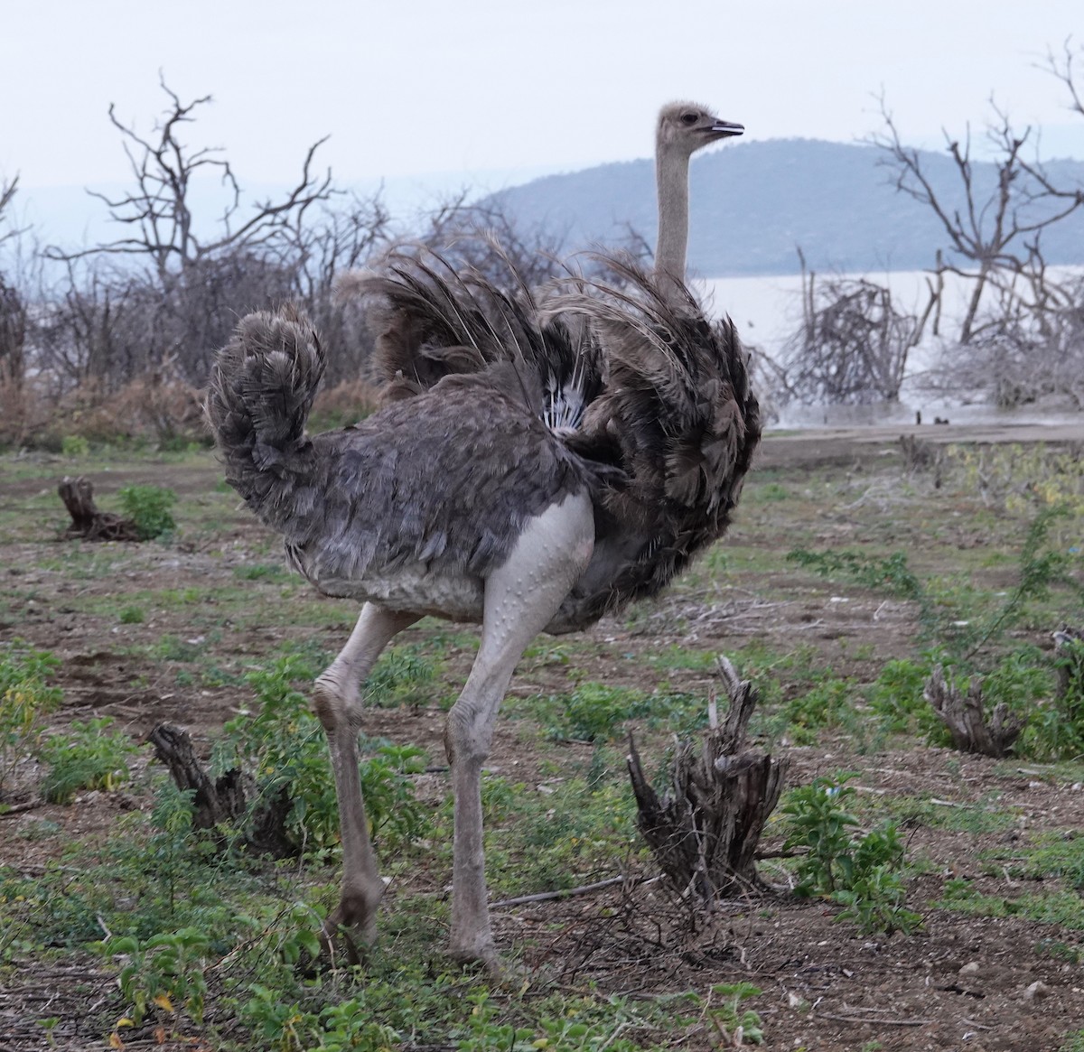 Common Ostrich - ML595315841