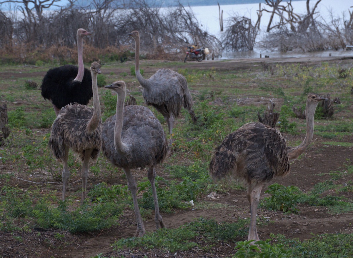 Common Ostrich - ML595315851