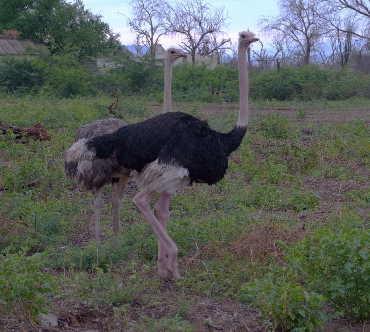 Common Ostrich - ML595315881