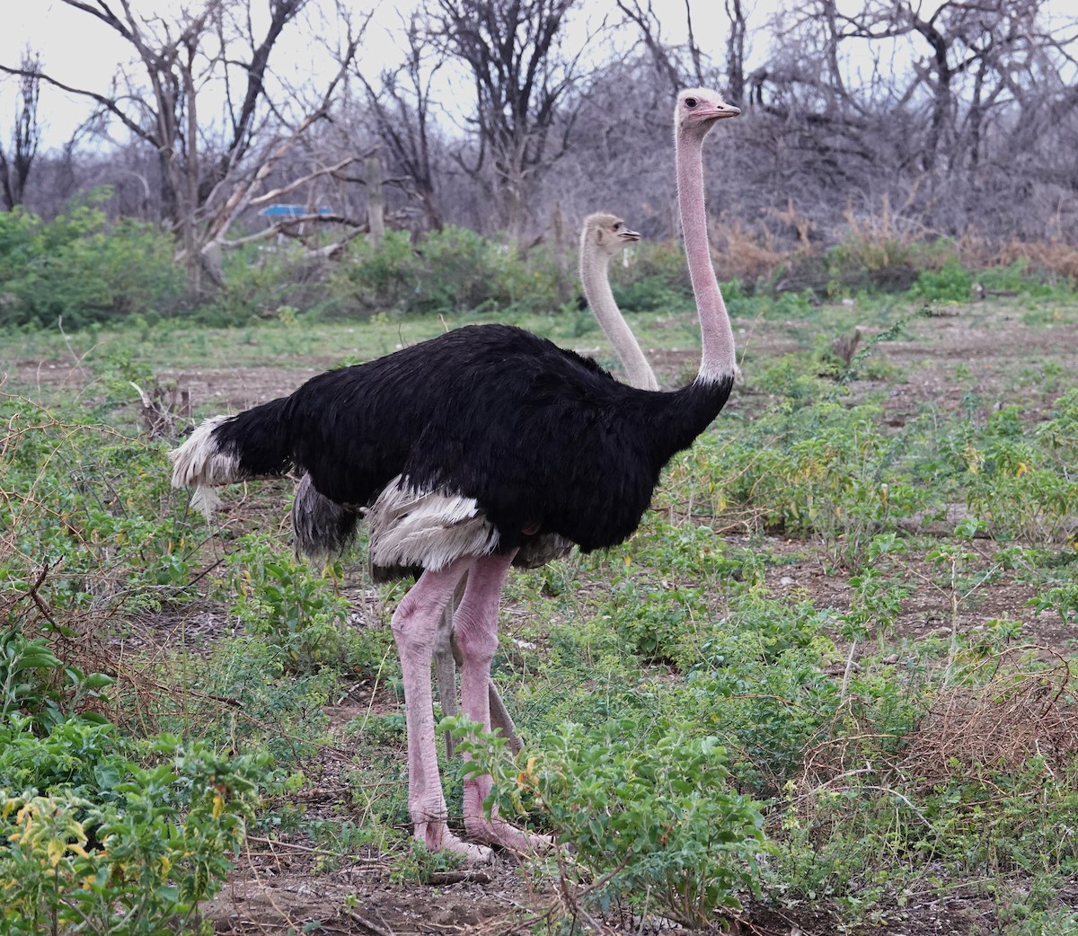 Африканский страус - ML595315921