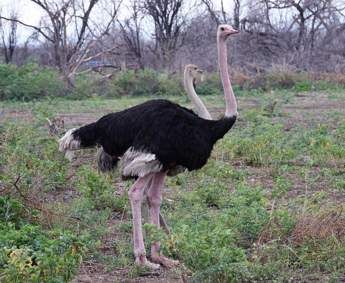 Common Ostrich - ML595315931