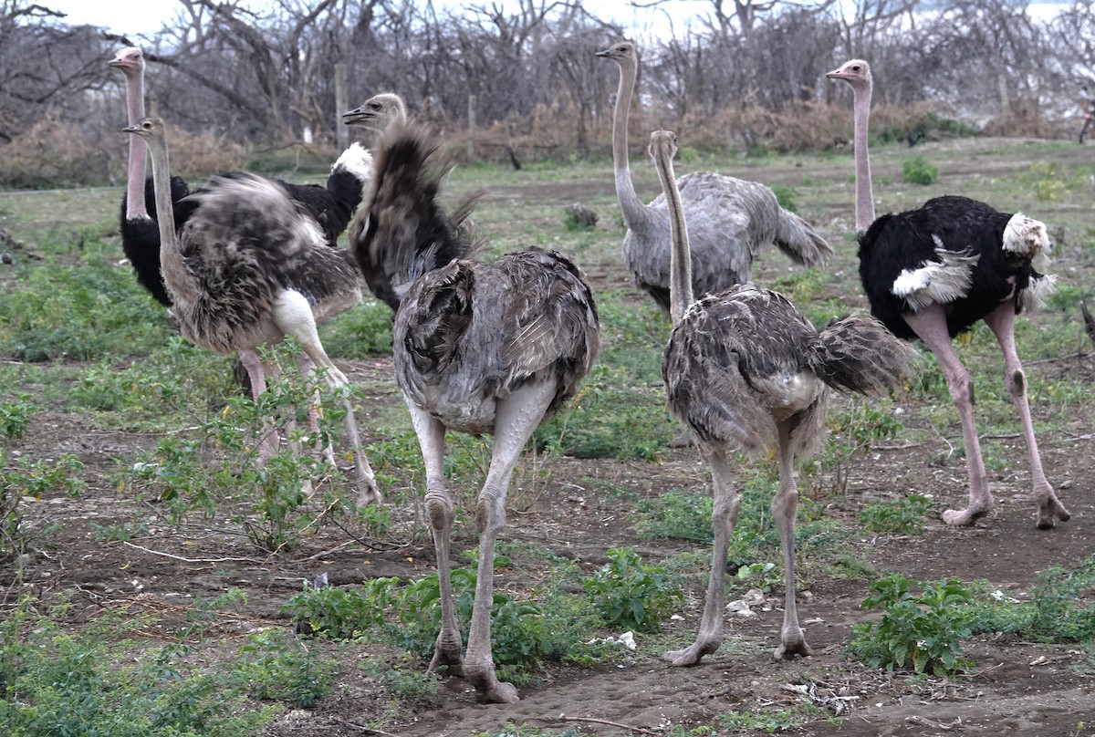 Common Ostrich - ML595315951