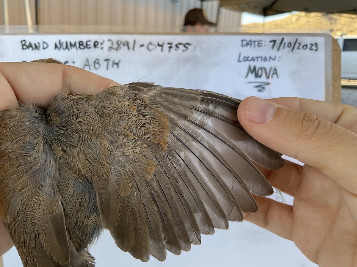 Abert's Towhee - ML595316581