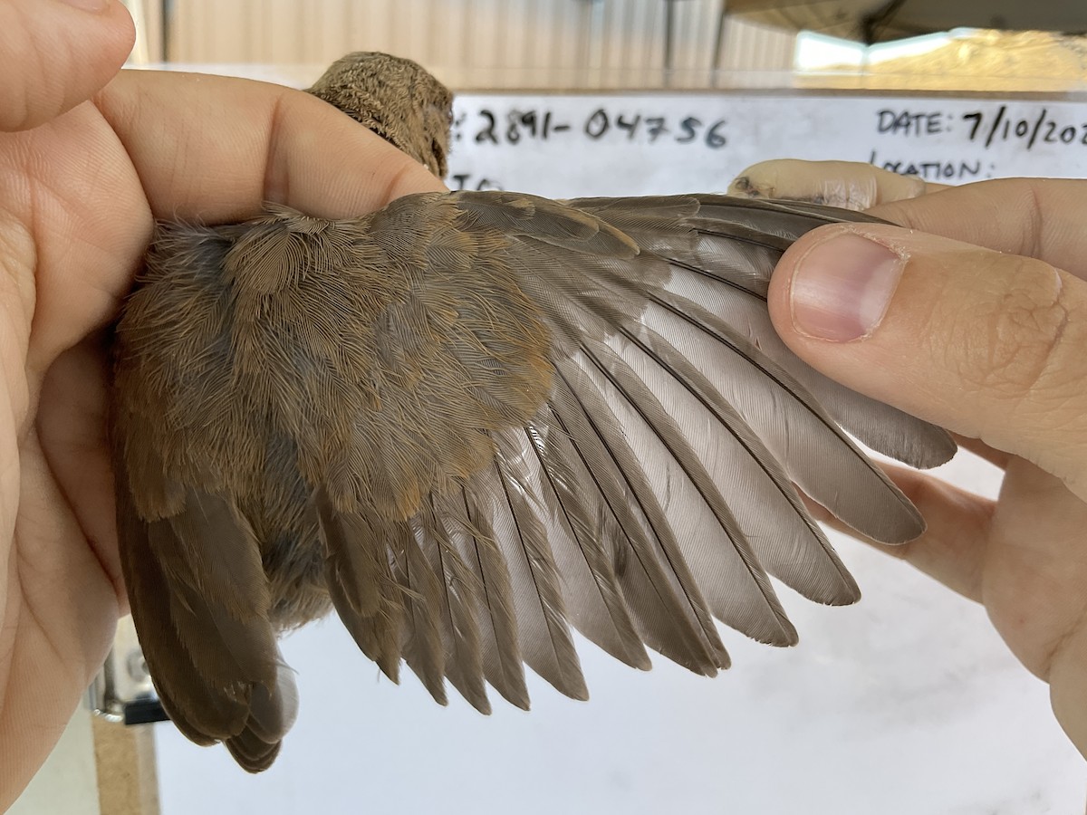 Abert's Towhee - ML595317201