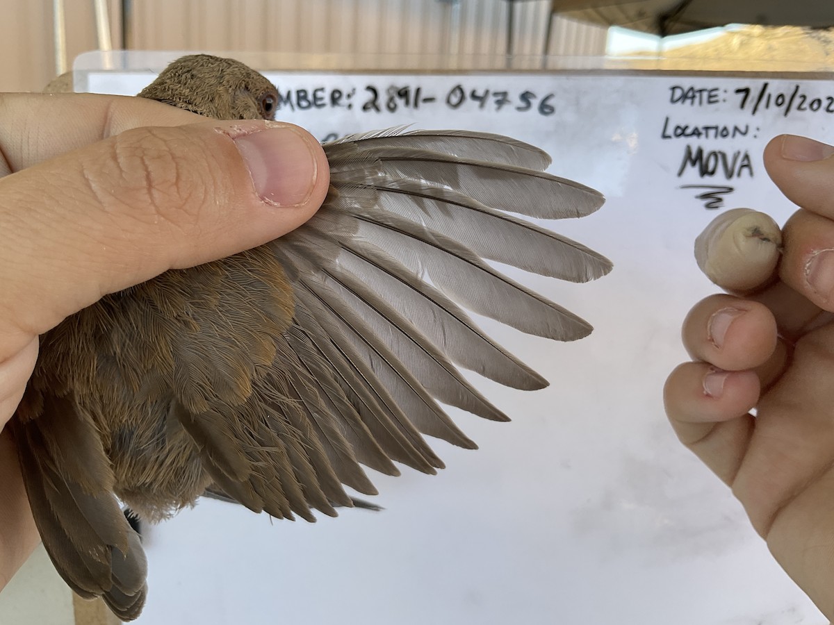 Abert's Towhee - ML595317251