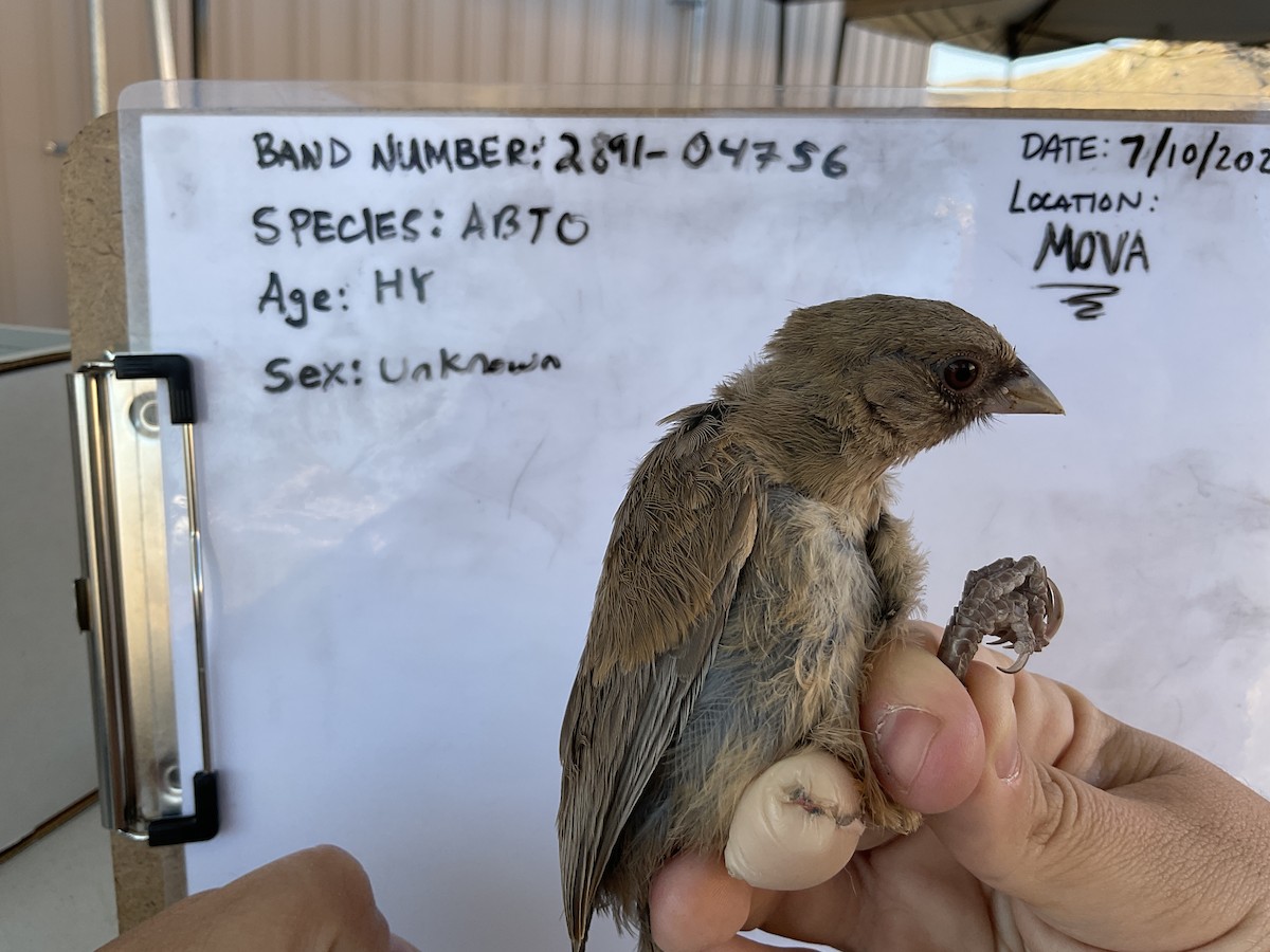 Abert's Towhee - Rabecca Lausch