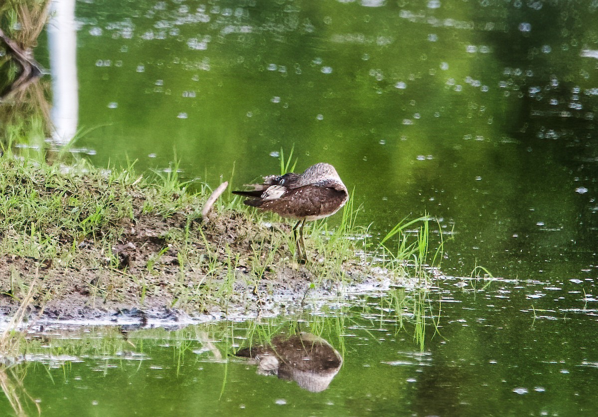 Solitary Sandpiper - ML595317981