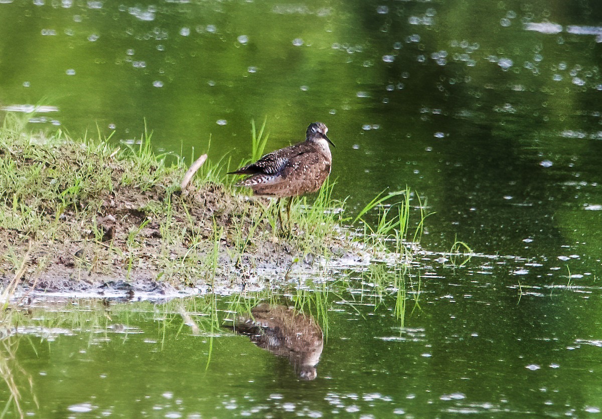 Solitary Sandpiper - ML595318011