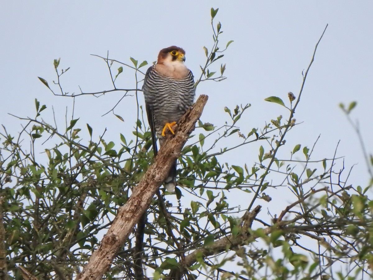 Red-necked Falcon - Bev Agler