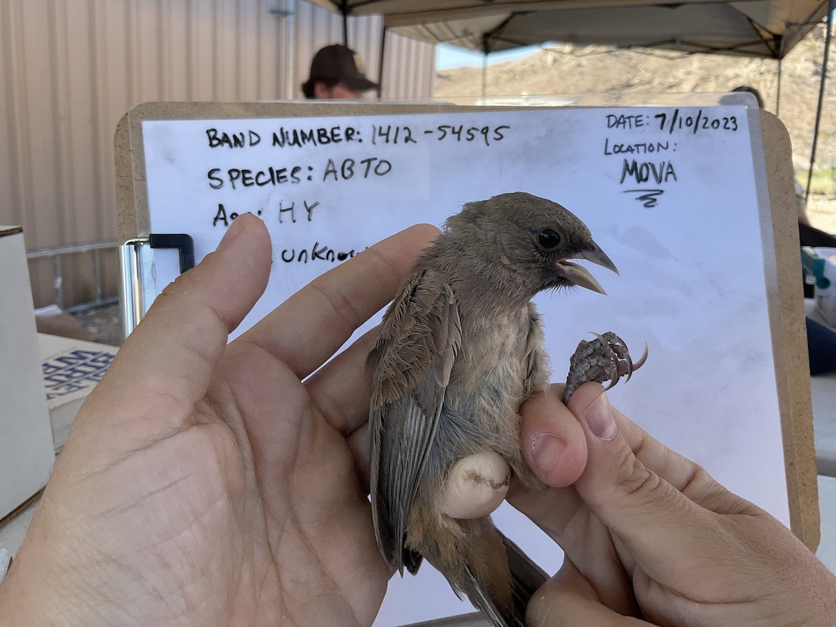 Abert's Towhee - ML595319141