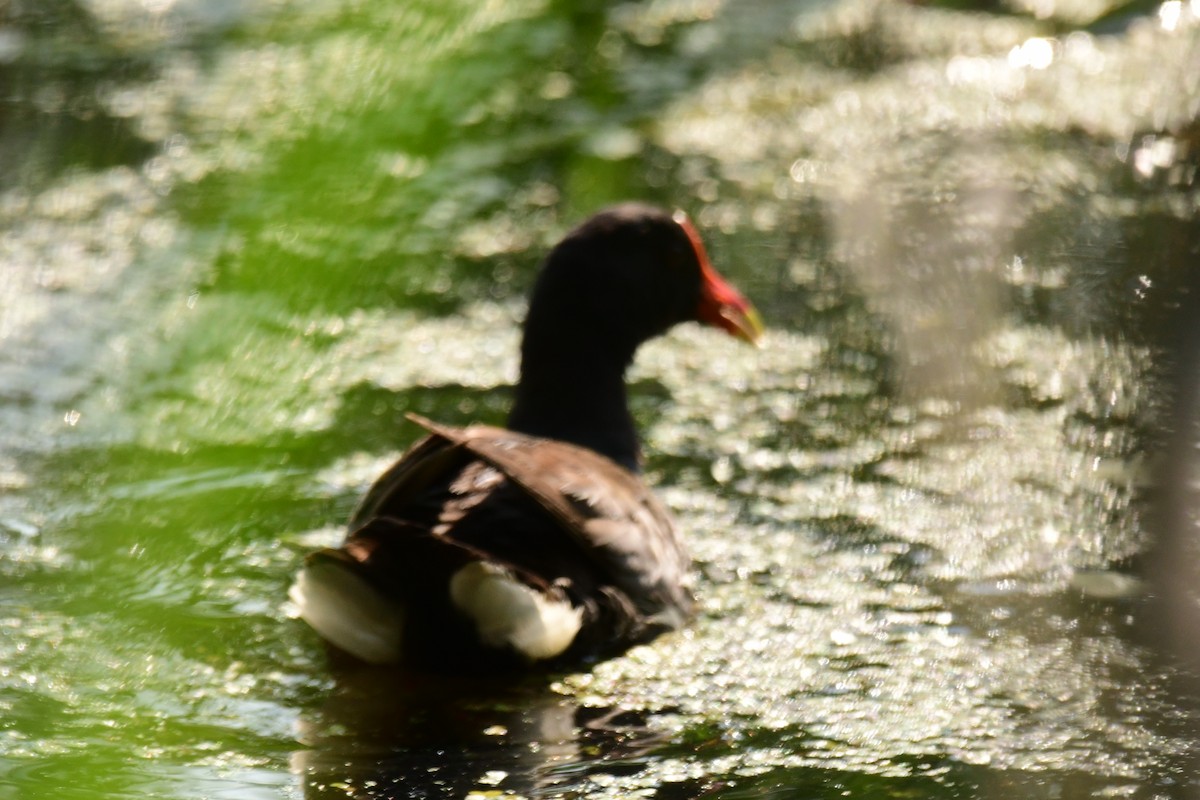 Gallinule d'Amérique - ML595319231