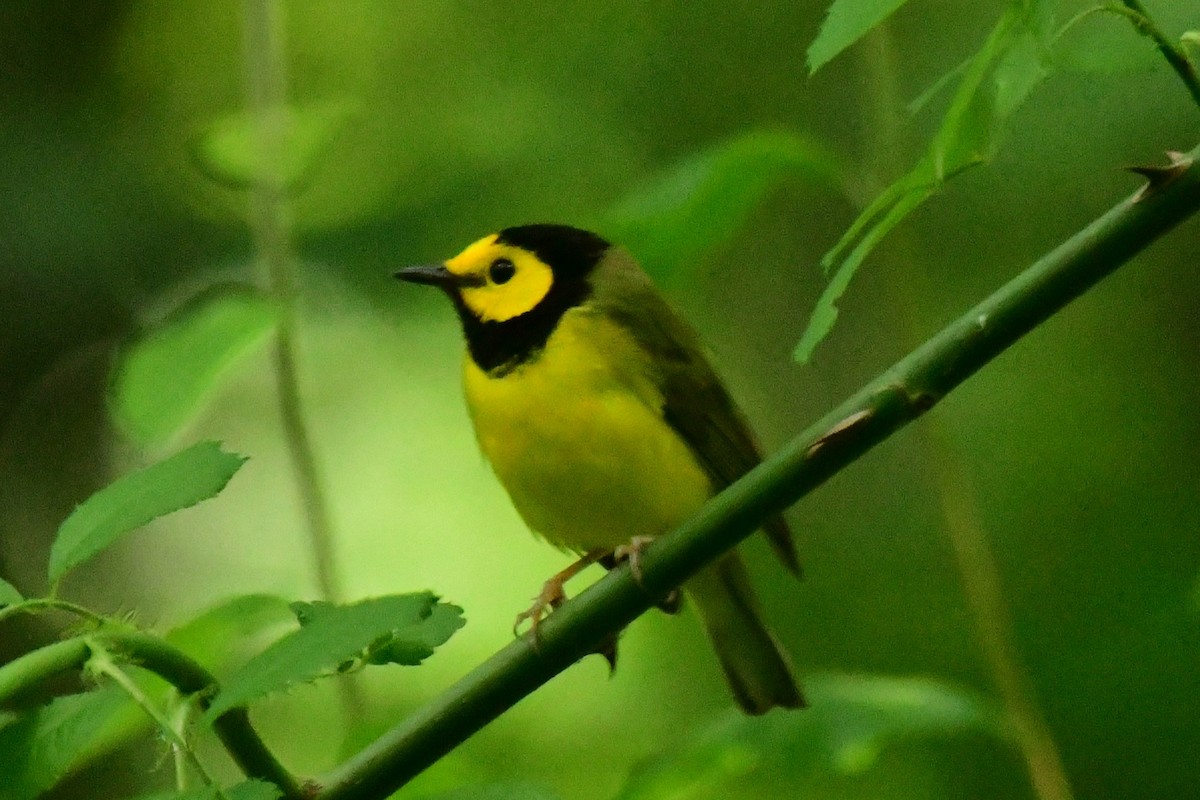 クロズキンアメリカムシクイ - ML595319451