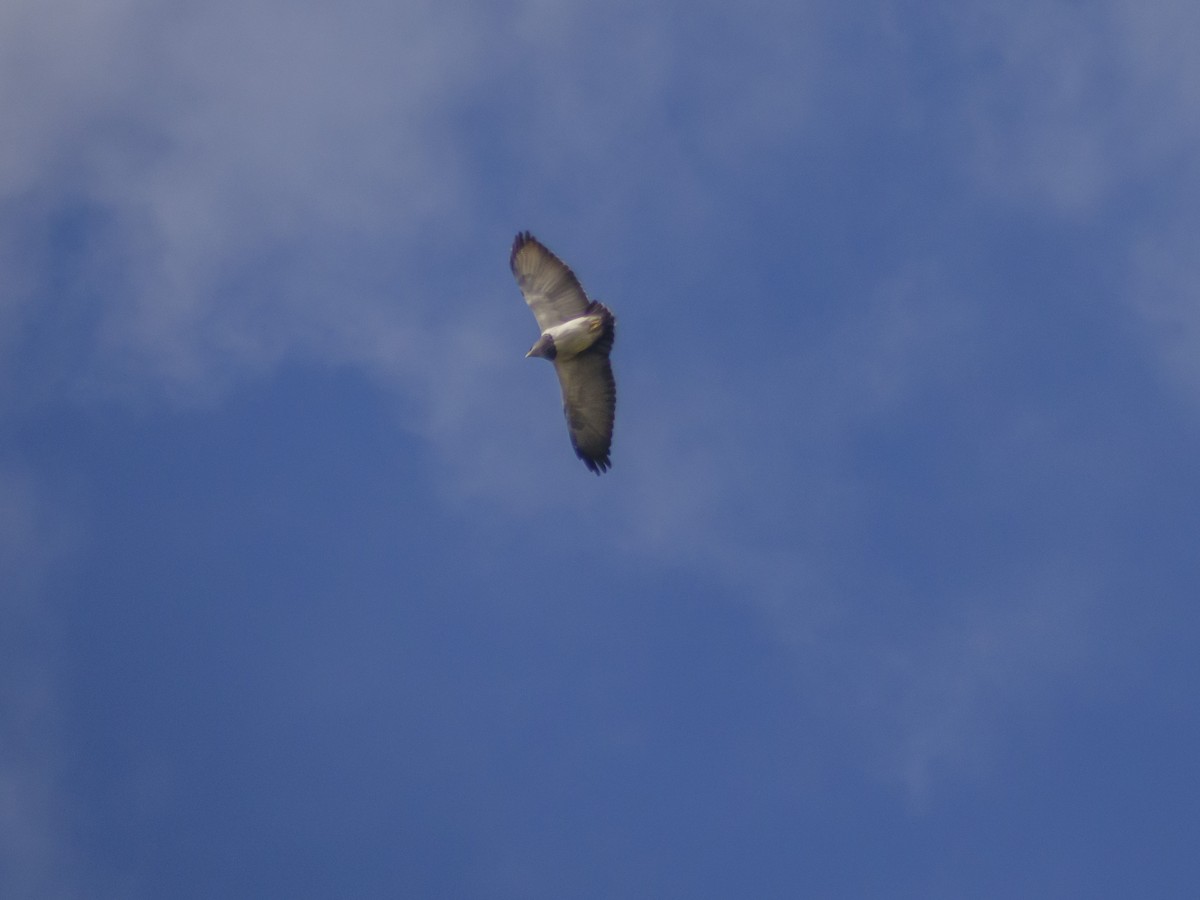 Black-chested Buzzard-Eagle - ML595320031