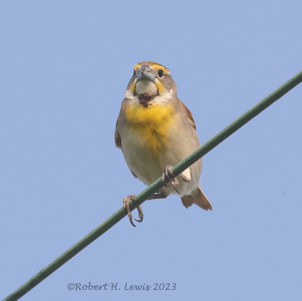 Dickcissel - ML595320371