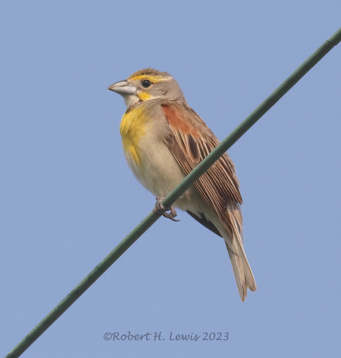 Dickcissel - ML595320381