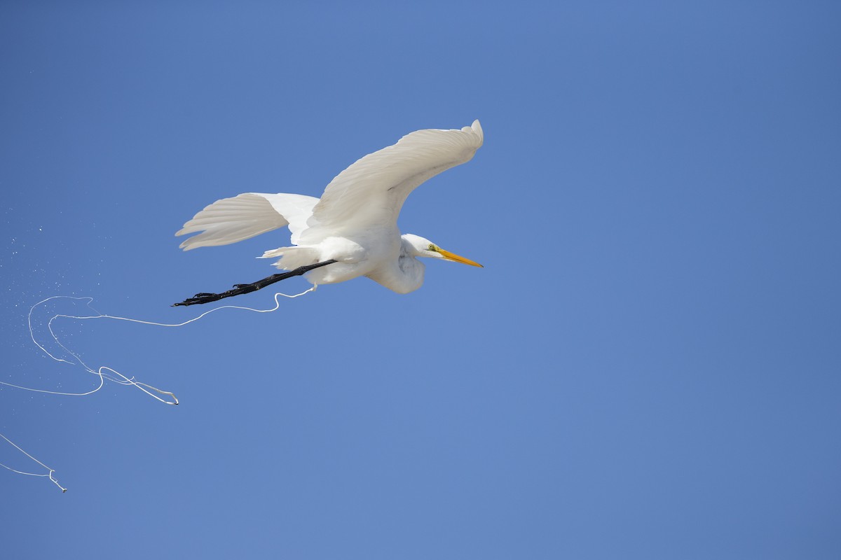 ダイサギ（egretta） - ML595322871