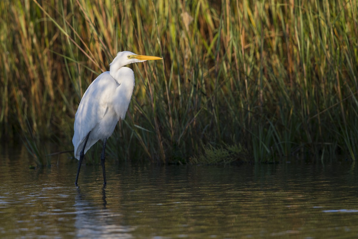 ダイサギ（egretta） - ML595322881