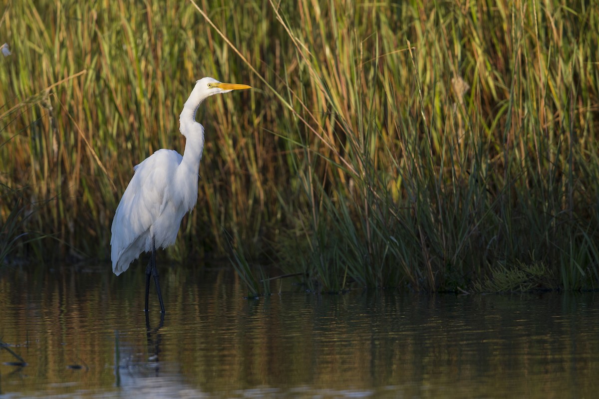 ダイサギ（egretta） - ML595322891