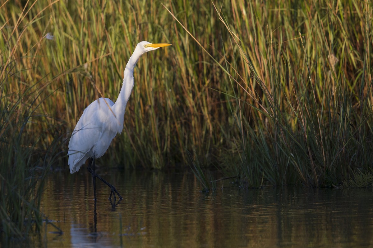 ダイサギ（egretta） - ML595322901