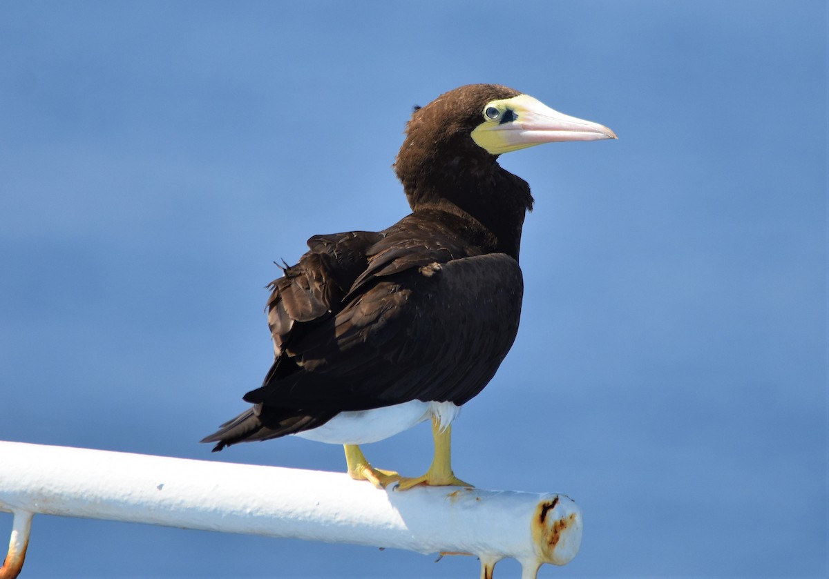 Brown Booby - ML595323151