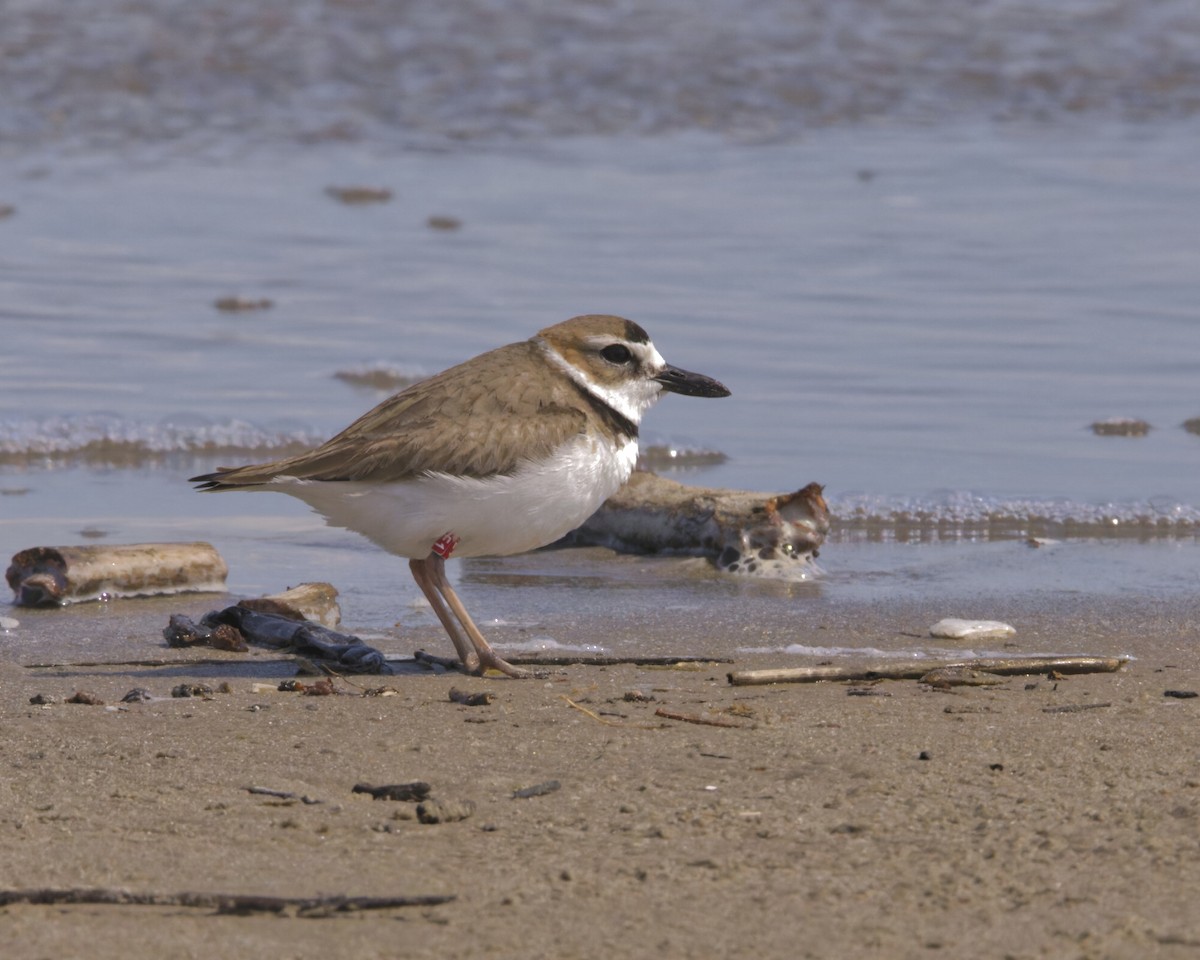 Wilson's Plover - ML595323311