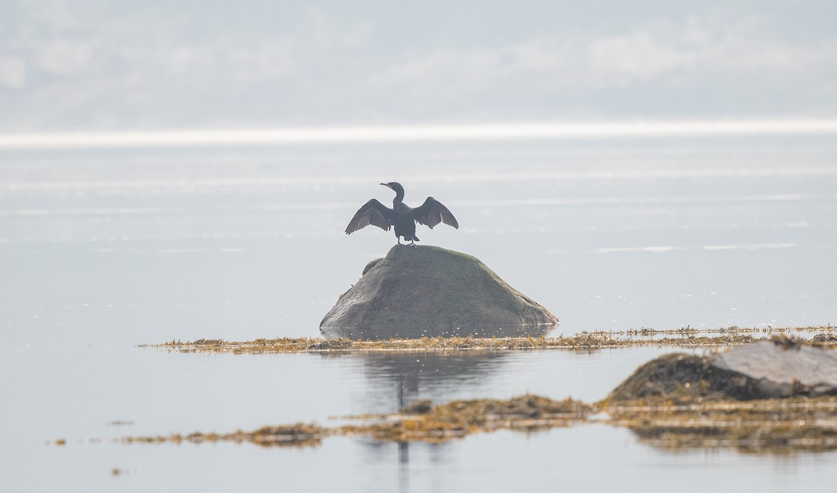 Double-crested Cormorant - ML595323681