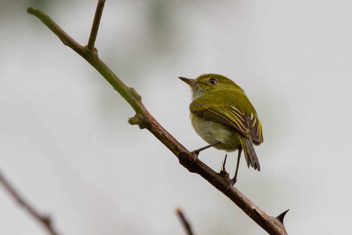 Hangnest Tody-Tyrant - ML595325351