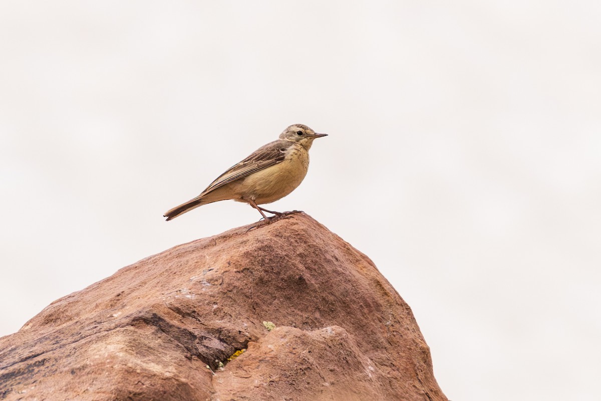 American Pipit - ML595325411