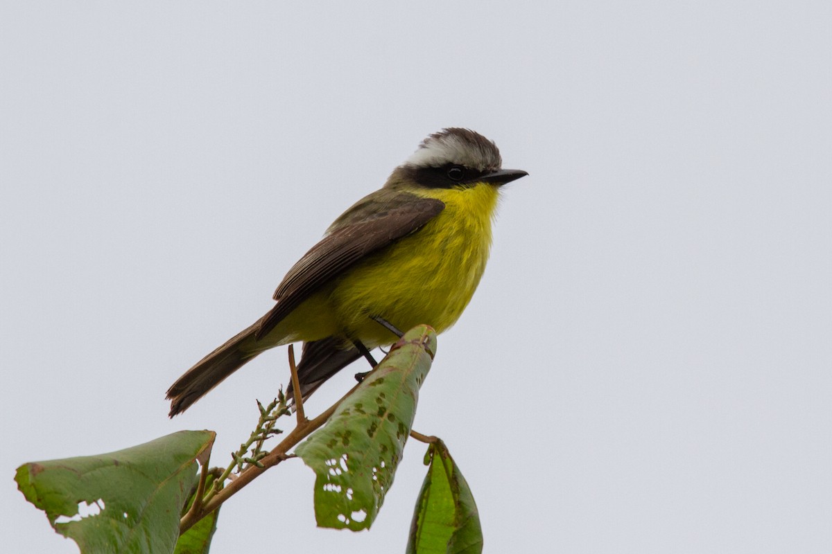 Three-striped Flycatcher - João Vitor Andriola