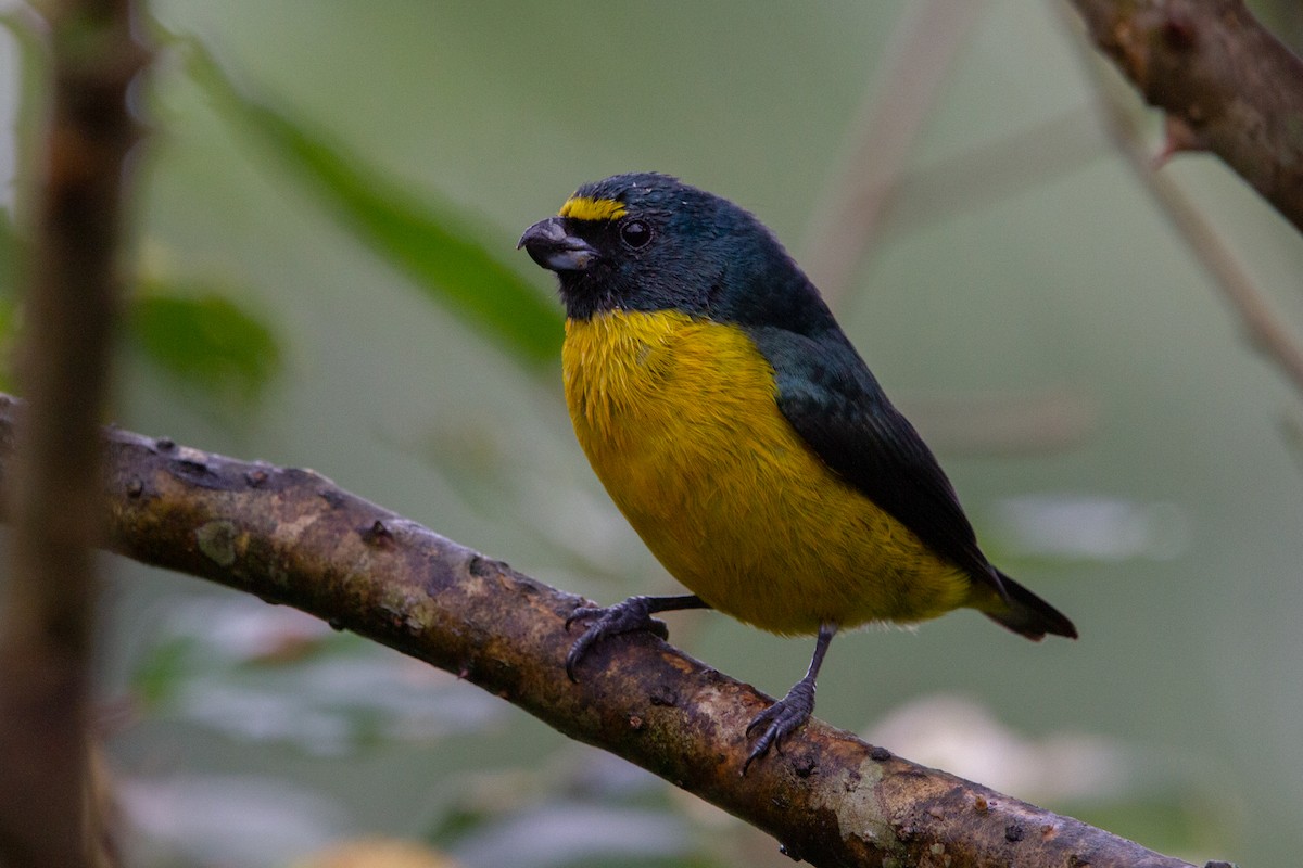 Green-throated Euphonia - ML595325521