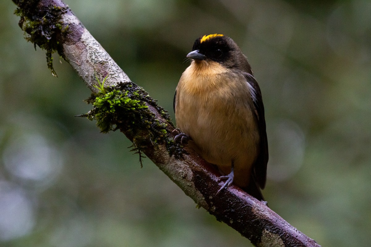 Black-goggled Tanager - ML595325561