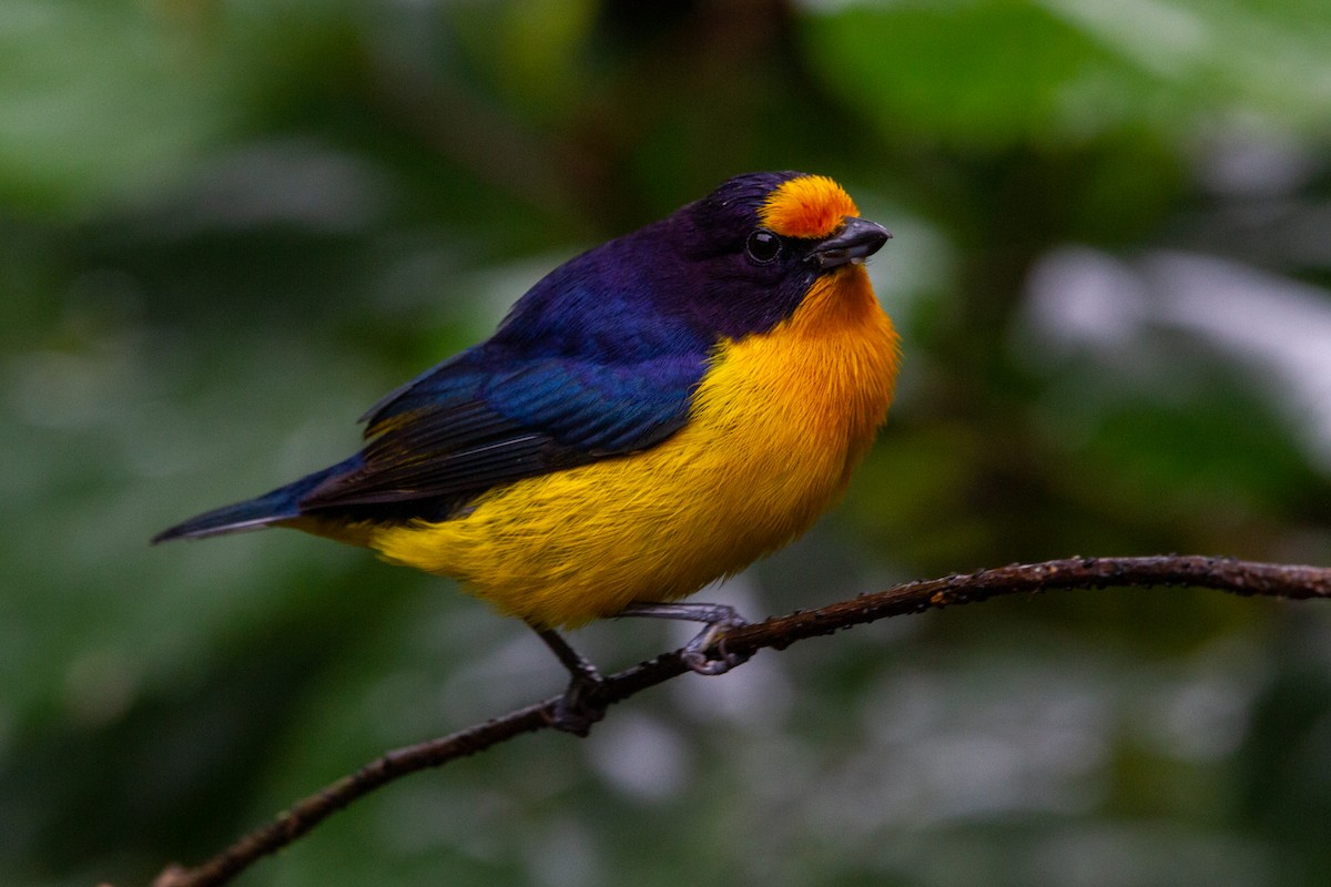 Violaceous Euphonia - ML595325731