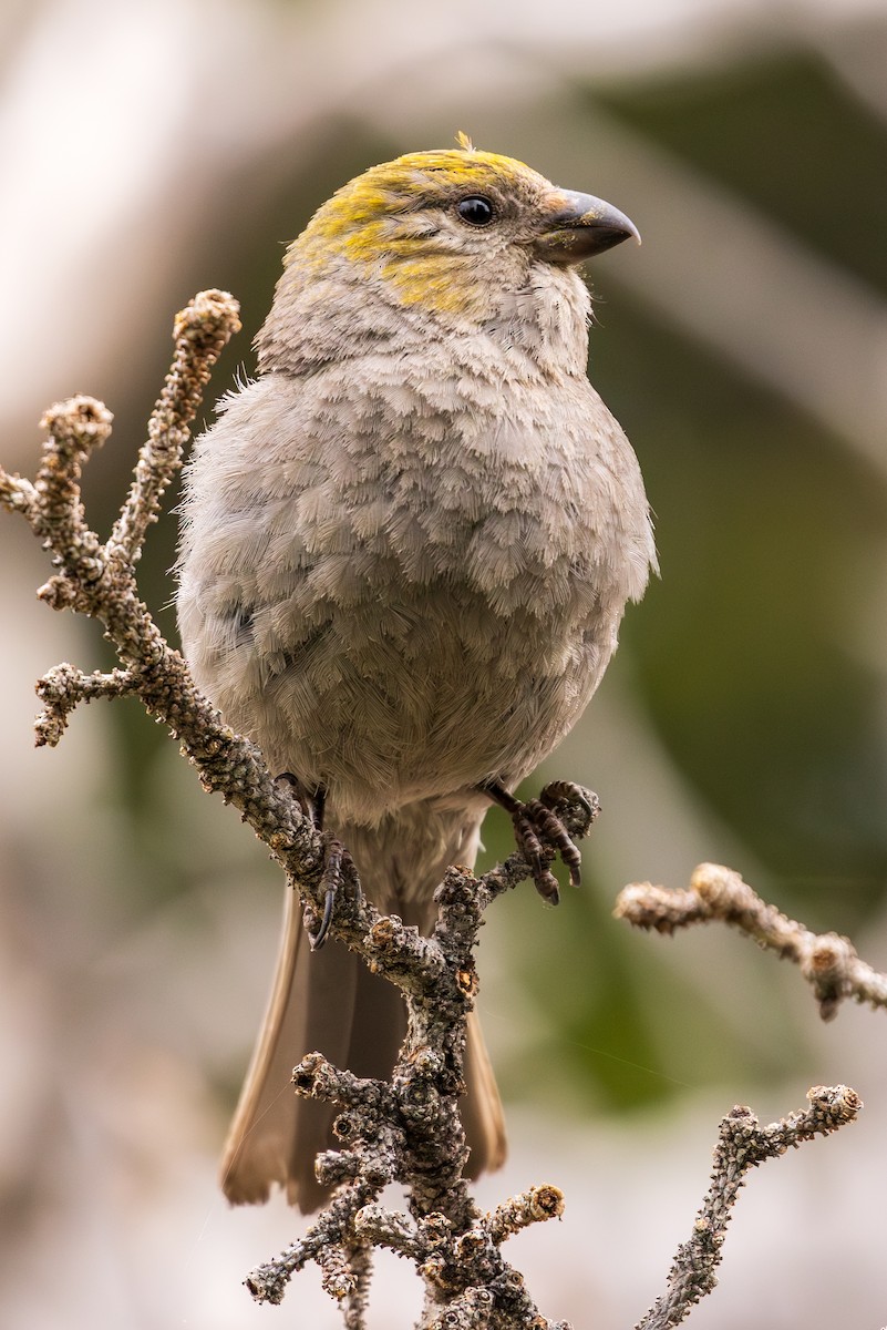 Pine Grosbeak - ML595325871