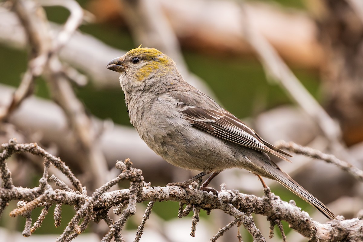 Pine Grosbeak - ML595325891