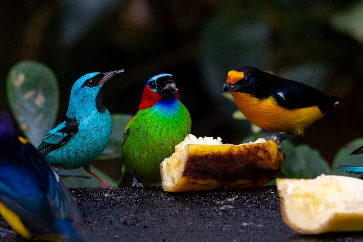 Blue Dacnis - ML595325901