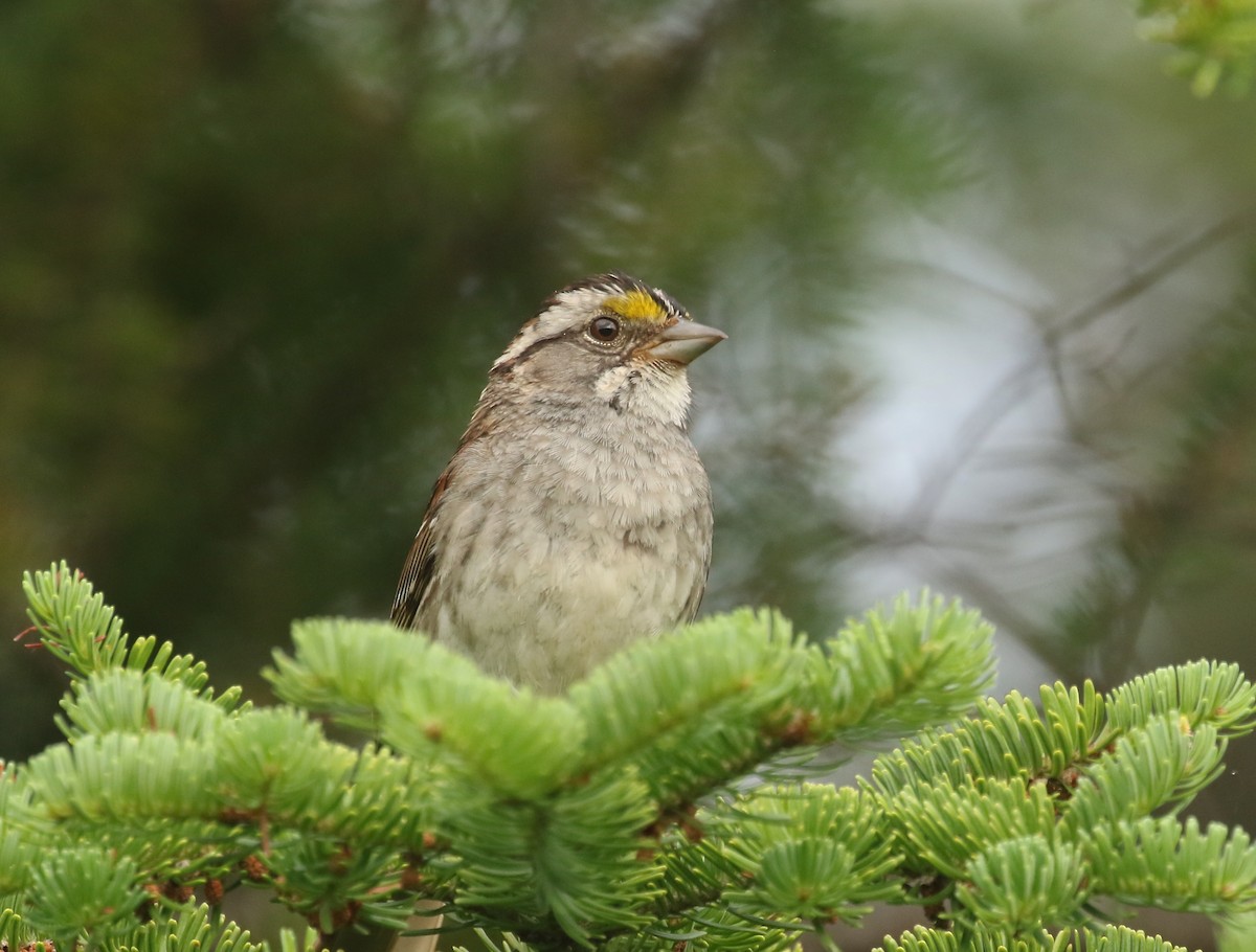 White-throated Sparrow - ML595325911