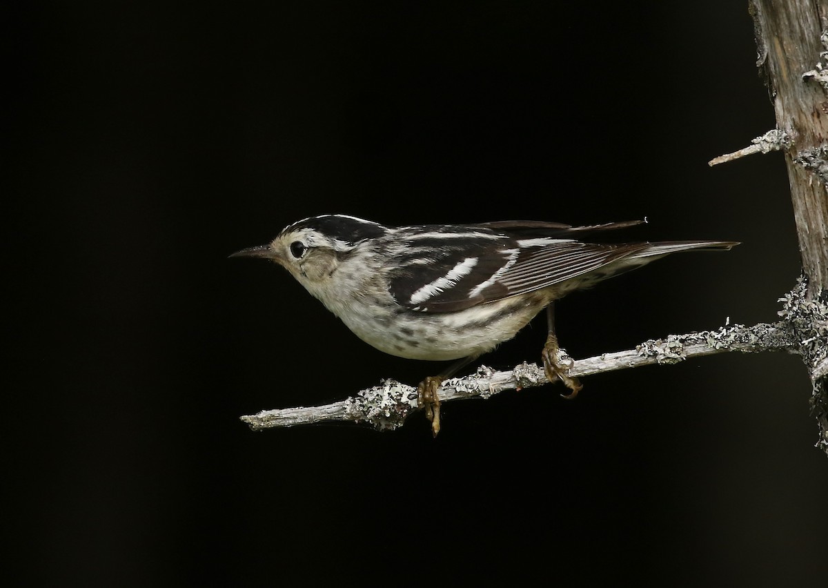 Black-and-white Warbler - ML595325951