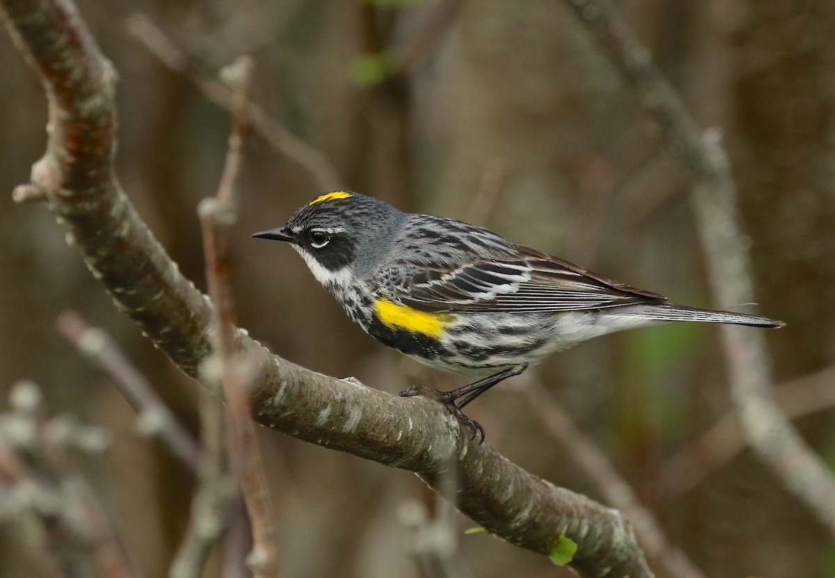 Yellow-rumped Warbler - ML595326671