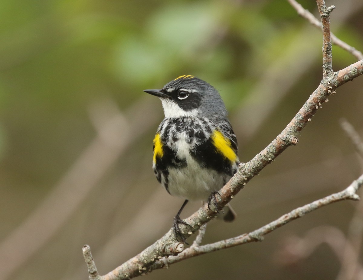 Yellow-rumped Warbler - ML595326701