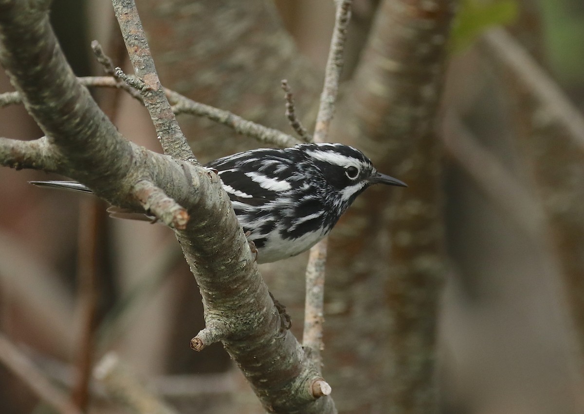 Black-and-white Warbler - ML595326781