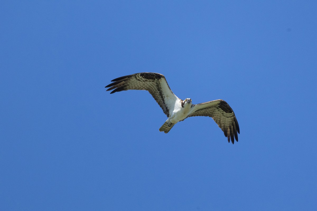 Balbuzard pêcheur - ML595327071