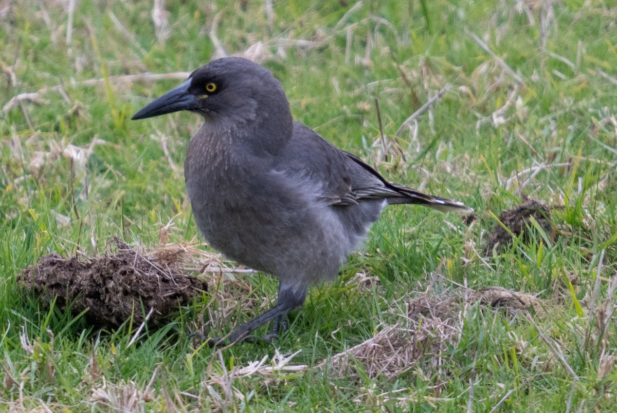 Gray Currawong - ML595327451