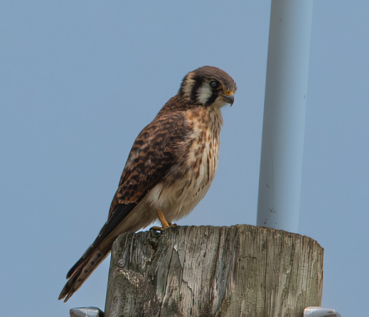 American Kestrel - ML595328801