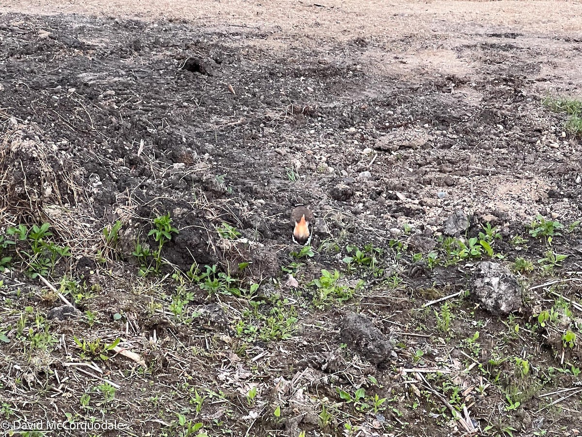 Killdeer - ML595329731