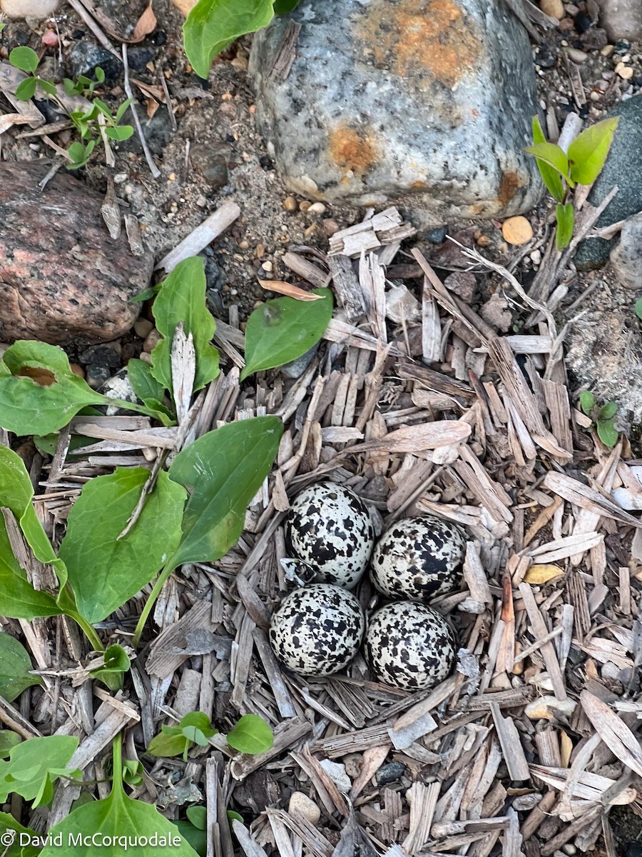 Killdeer - ML595329771