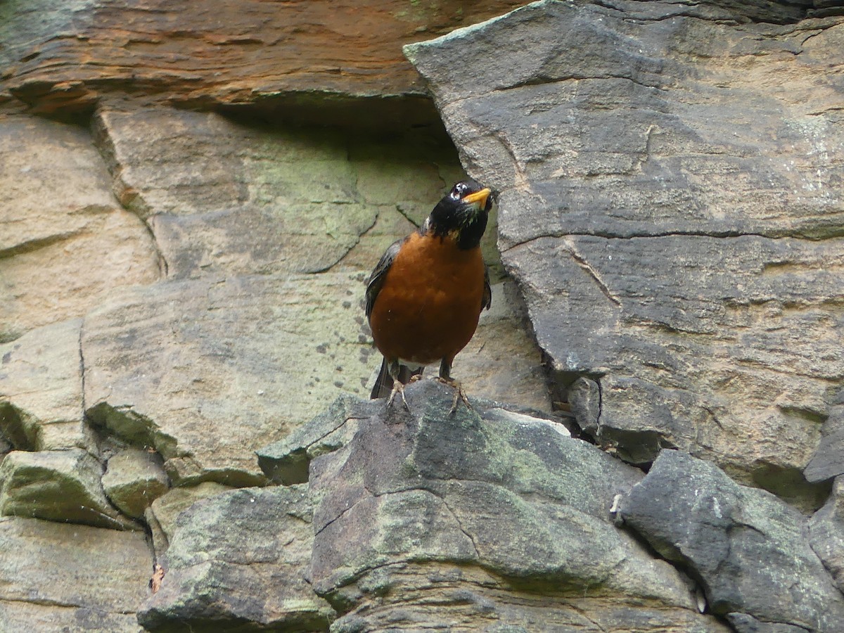 American Robin - ML595330421