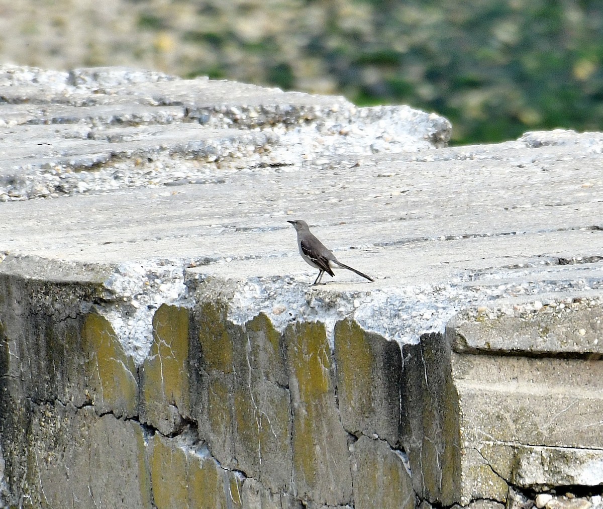 Northern Mockingbird - ML595331641