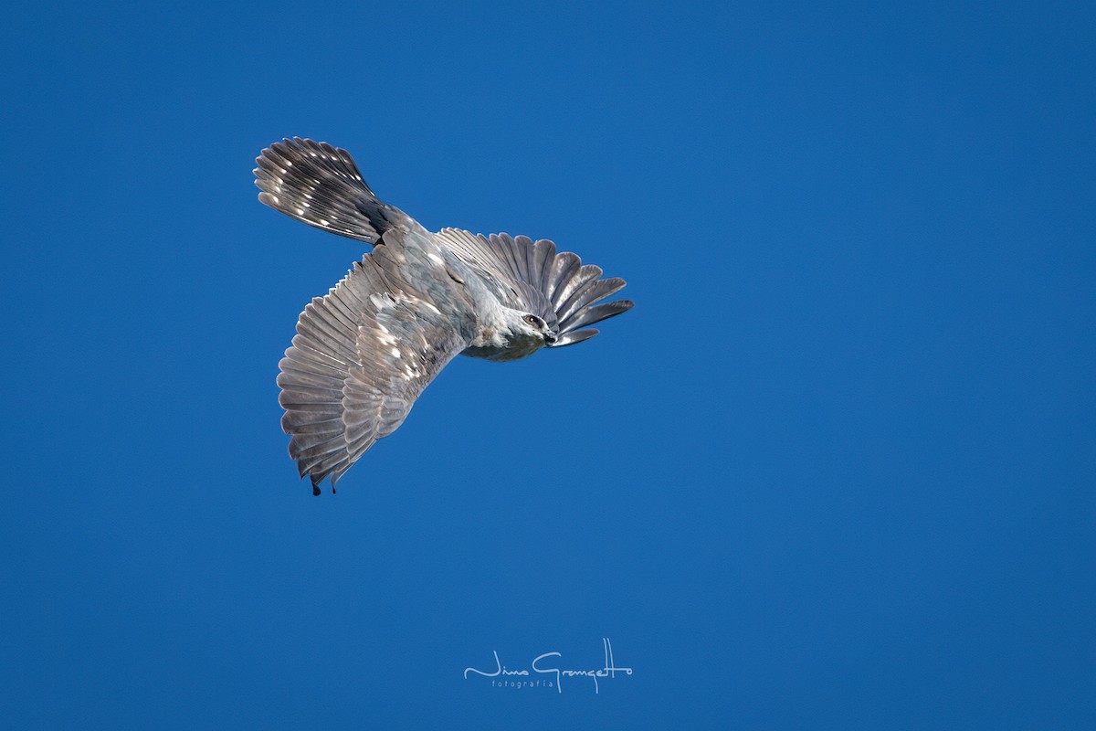 Mississippi Kite - ML595332101